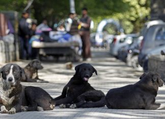 Eutanasierea cainilor vagabonzi – proiect votat pe ascuns. Protecția animalelor se revolta