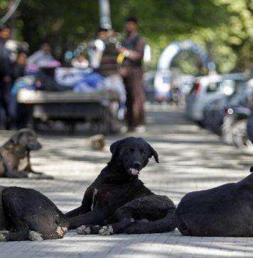 Eutanasierea cainilor vagabonzi – proiect votat pe ascuns. Protecția animalelor se revolta