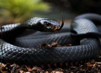 Top 10 cele mai mortale creaturi
