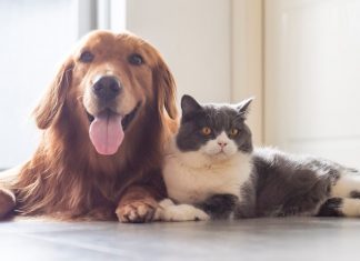 De ce ne place sa cheltuim bani pe animalele noastre de companie