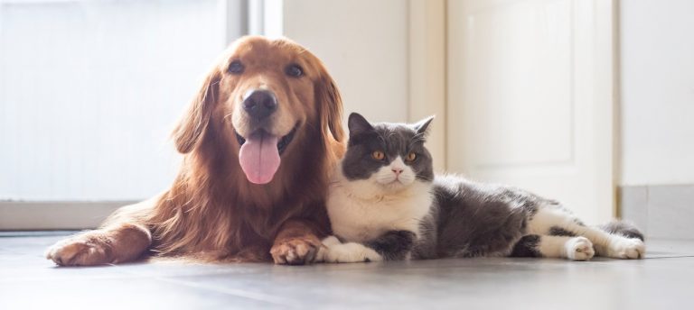 British shorthair and golden retriever friendly