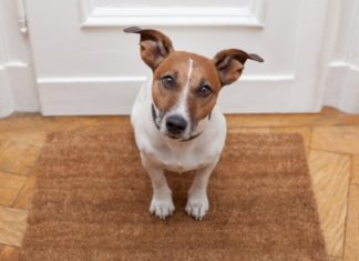 Greseli frecvente ale posesorilor de animale de companie