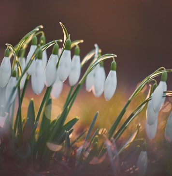 82 Citate Despre Primavara – Cele Mai Inspirationale Si Frumoase Citate