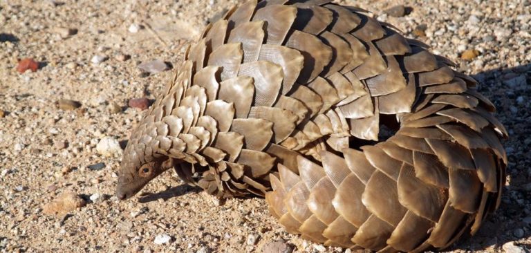 un-studiu-indica-pangolinul-drept-originea-pandemiei.jpg
