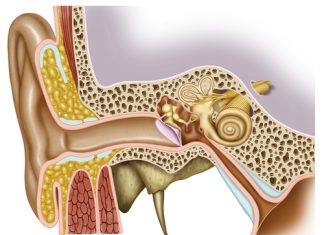 Fiziologia urechii