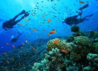 7 fapte fascinante despre scufundarile in apa